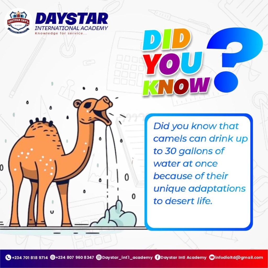 Did you know that camels can drink up to 30 gallons of water at once because of their unique adaptations to desert life. How amazing is that?  